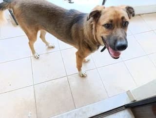 Patatas (Πατατας), male puppy Mixed Breed for adoption at Dogs Voice, Athens