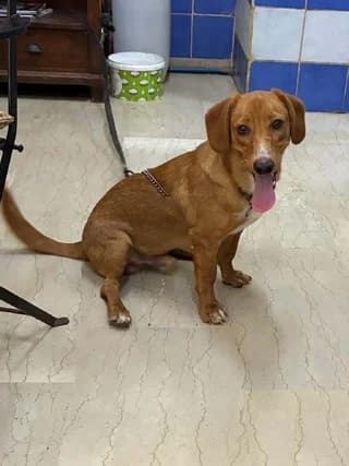Kanellos (Κανελλος), male puppy Mixed Breed for adoption at Dogs Voice, Athens