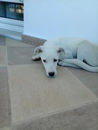Άlmpa (Άλμπα), female puppy Mixed Breed for adoption at Dogs Voice, Athens