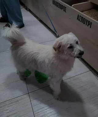 Alladin, male 7yo Mixed Breed for adoption at Dogs Voice, Athens