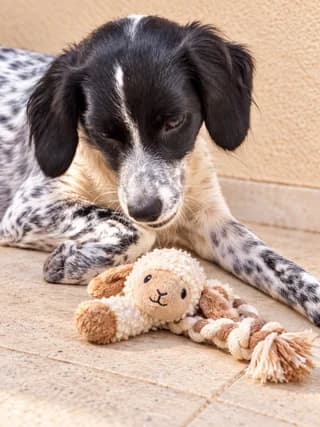 Luna, female puppy Mixed Breed for adoption at Dogs Voice, Athens
