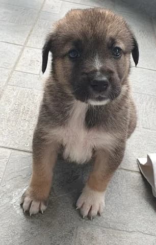 Fofi (Φόφη), female puppy Mixed Breed for adoption at Dogs Voice, Athens