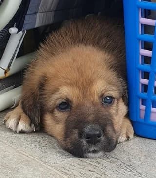 Mproyno (Μπρούνο), male puppy Mixed Breed for adoption at Dogs Voice, Athens