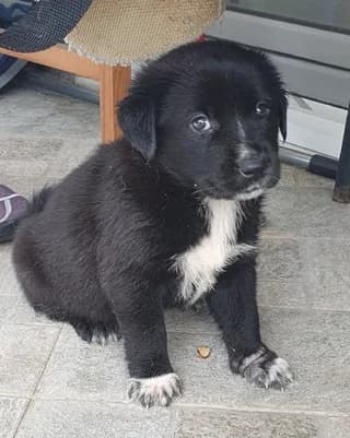 Lola (Λόλα), female puppy Mixed Breed for adoption at Dogs Voice, Athens