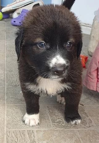 Loyloy (Λουλού), female puppy Mixed Breed for adoption at Dogs Voice, Athens