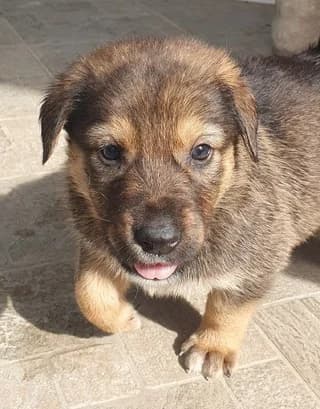 Frinta (Φρίντα), female puppy Mixed Breed for adoption at Dogs Voice, Athens