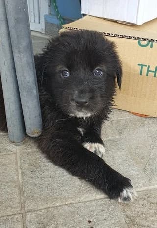 Tenty (Τέντυ), male puppy Mixed Breed for adoption at Dogs Voice, Athens