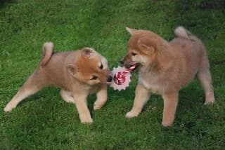 Shiba inu-benny, puppy Mixed Breed for adoption at Dogs Voice, Athens