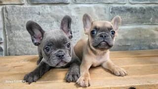 Gallos-lulu (Γάλλος-lulu), puppy Mixed Breed for adoption at Dogs Voice, Athens