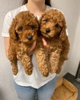kanis-souzy (κανίς-souzy), puppy Mixed Breed for adoption at Dogs Voice, Athens