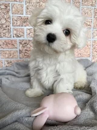 maltezos-lexie (μαλτέζος-lexie), puppy Mixed Breed for adoption at Dogs Voice, Athens