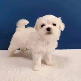 maltezos (μαλτέζος), female puppy Mixed Breed for adoption at Dogs Voice, Athens