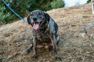 Zina (Zίνα), female 7yo Mixed Breed for adoption at Dogs Voice, Athens