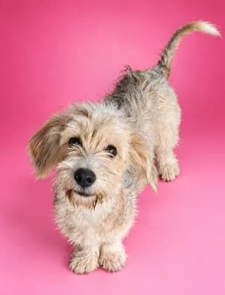 Hannah, female puppy Mixed Breed for adoption at Dogs Voice, Athens