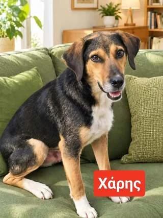 ChARIS 2,5 ETON (ΧΑΡΗΣ 2,5 ΕΤΩΝ), male 3yo Mixed Breed for adoption at Dogs Voice, Athens