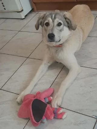IRA (ΗΡΑ), female puppy Mixed Breed for adoption at Dogs Voice, Athens
