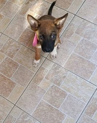 Iris (Ιρις), female puppy Mixed Breed for adoption at Dogs Voice, Athens