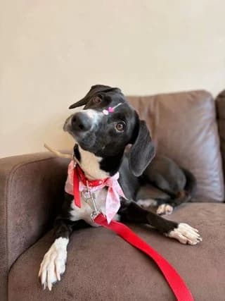 Matilda, 3yo Mixed Breed for adoption at Dogs Voice, Athens