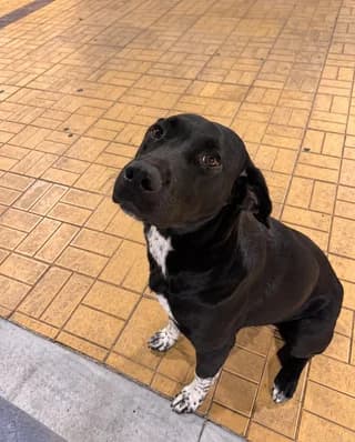 AYRA (ΑΥΡΑ), female puppy Mixed Breed for adoption at Dogs Voice, Athens