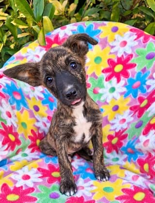 Princess, female puppy Mixed Breed for adoption at Dogs Voice, Athens