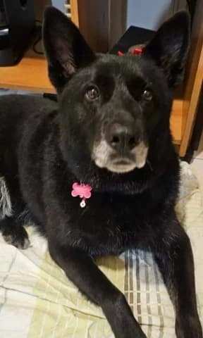 Leticia, female 7yo Mixed Breed for adoption at Dogs Voice, Athens