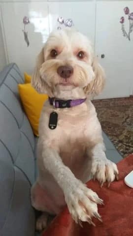 Pogko (Πογκο), male 7yo Mixed Breed for adoption at Dogs Voice, Athens