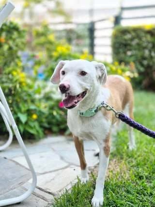 IRMA (ΙΡΜΑ), female young Mixed Breed for adoption at Dogs Voice, Athens