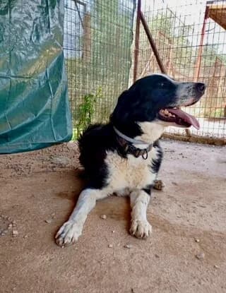 Bowie (Fotis) (Bowie (Φώτης)), male 3yo Mixed Breed for adoption at Dogs Voice, Athens