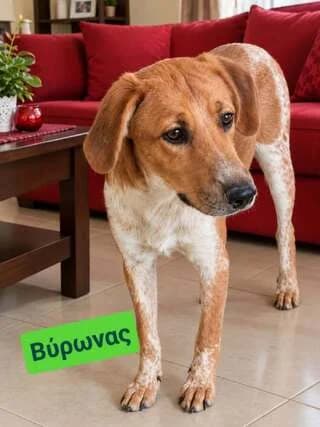 Vyronas (Βυρωνας), female puppy Mixed Breed for adoption at Dogs Voice, Athens