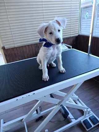 Motsi (Μοτσι), male puppy Mixed Breed for adoption at Dogs Voice, Athens