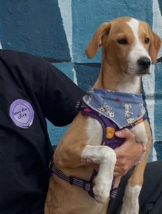 Meli (Μέλι), female puppy Mixed Breed for adoption at Dogs Voice, Athens