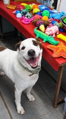 Όskar (Όσκαρ), male 7yo Mixed Breed for adoption at Dogs Voice, Athens