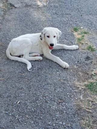 LUNA, female puppy Mixed Breed for adoption at Dogs Voice, Athens