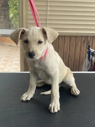 Moka (Μοκα), female puppy Mixed Breed for adoption at Dogs Voice, Athens