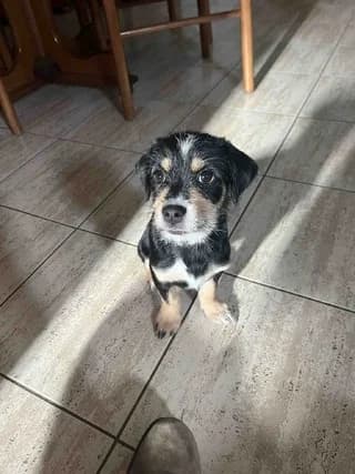 Magia (Μαγια), female puppy Mixed Breed for adoption at Dogs Voice, Athens