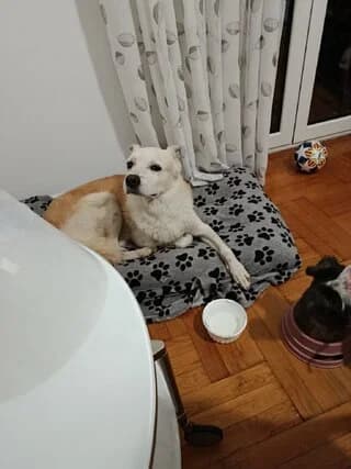 Ex (Εξ), male 3yo Mixed Breed for adoption at Dogs Voice, Athens