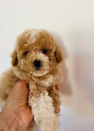 Maltipoo puppy, female puppy Mixed Breed for adoption at Dogs Voice, Athens