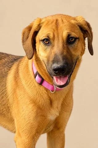 Ήvi (Ήβη), female young Mixed Breed for adoption at Dogs Voice, Athens