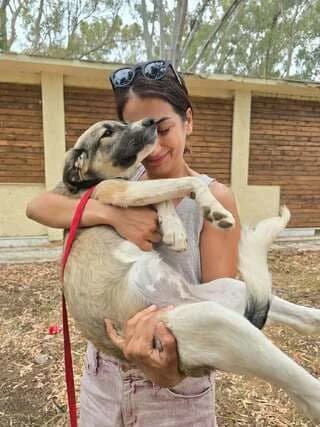 Karolain (Καρολάιν), female puppy Mixed Breed for adoption at Dogs Voice, Athens