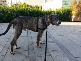 Loykas (Λουκάς), male 3yo Mixed Breed for adoption at Dogs Voice, Athens