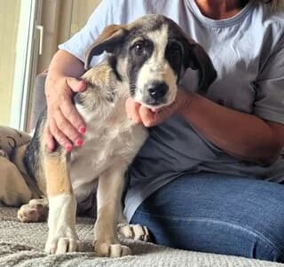 KARMA (ΚΑΡΜΑ), female puppy Mixed Breed for adoption at Dogs Voice, Athens