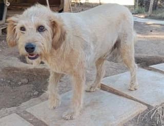 Rex, male 3yo Mixed Breed for adoption at Dogs Voice, Athens