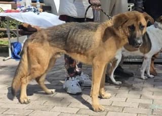 Livas (Λίβας), male young Mixed Breed for adoption at Dogs Voice, Athens