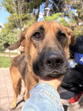 Livas (Λίβας), male young Mixed Breed for adoption at Dogs Voice, Athens