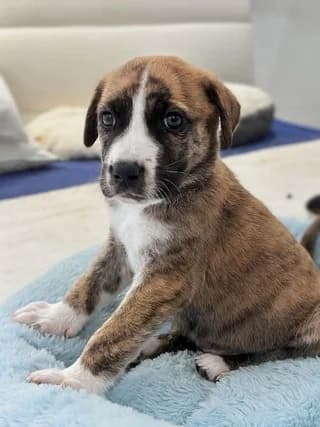 Roy, male puppy Mixed Breed for adoption at Dogs Voice, Athens