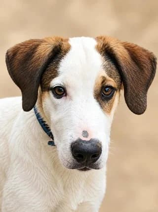 APOLLON (ΑΠΟΛΛΩΝ), male puppy Mixed Breed for adoption at Dogs Voice, Athens