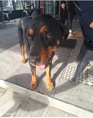 ROTWEILLER, male 7yo Mixed Breed for adoption at Dogs Voice, Athens