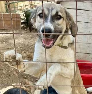Karolain (Καρολάιν), female puppy Mixed Breed for adoption at Dogs Voice, Athens