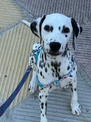 Kiara (Κιαρα), female puppy Mixed Breed for adoption at Dogs Voice, Athens