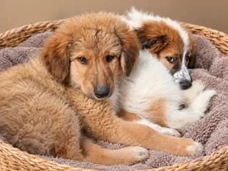 Sarlot Loydovik (Σαρλότ Λουδοβίκ), female puppy Mixed Breed for adoption at Dogs Voice, Athens